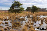 РУСАЛ реализует уникальный для России проект по обводнению торфяников