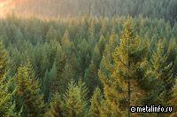 Nordgold вложит 300 млн руб. в восстановление лесов в Якутии в 2023 г.