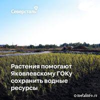 На Яковлевском ГОКе построена уникальная фитосистема очистки сточных вод