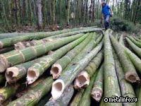 Дело — бамбук. Мировой рынок листового проката: 26 марта — 2 апреля